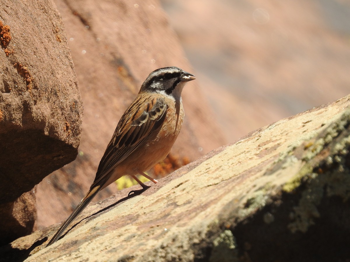 Rock Bunting - David Cristóbal Huertas