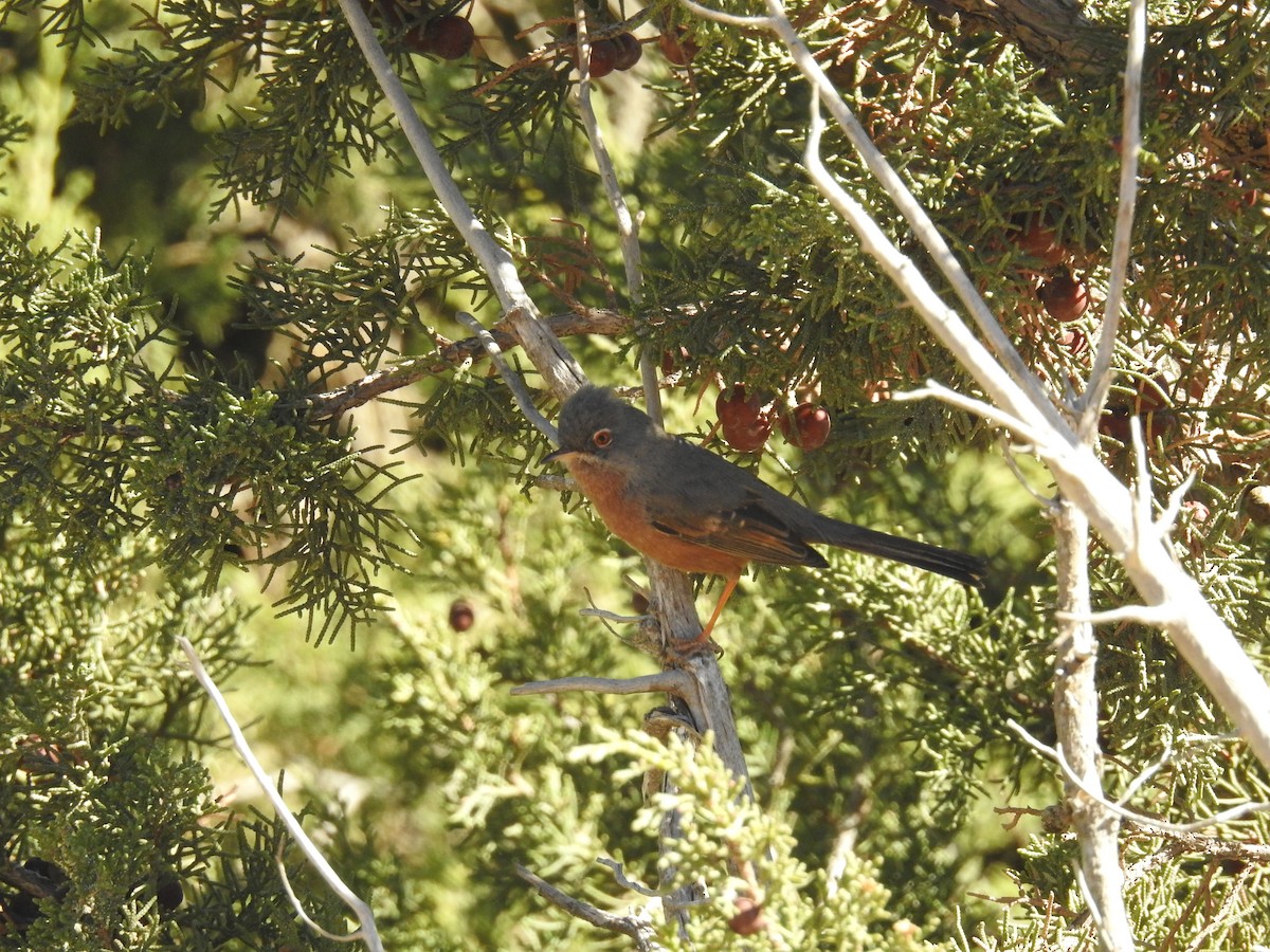 Tristram's Warbler - ML436128601