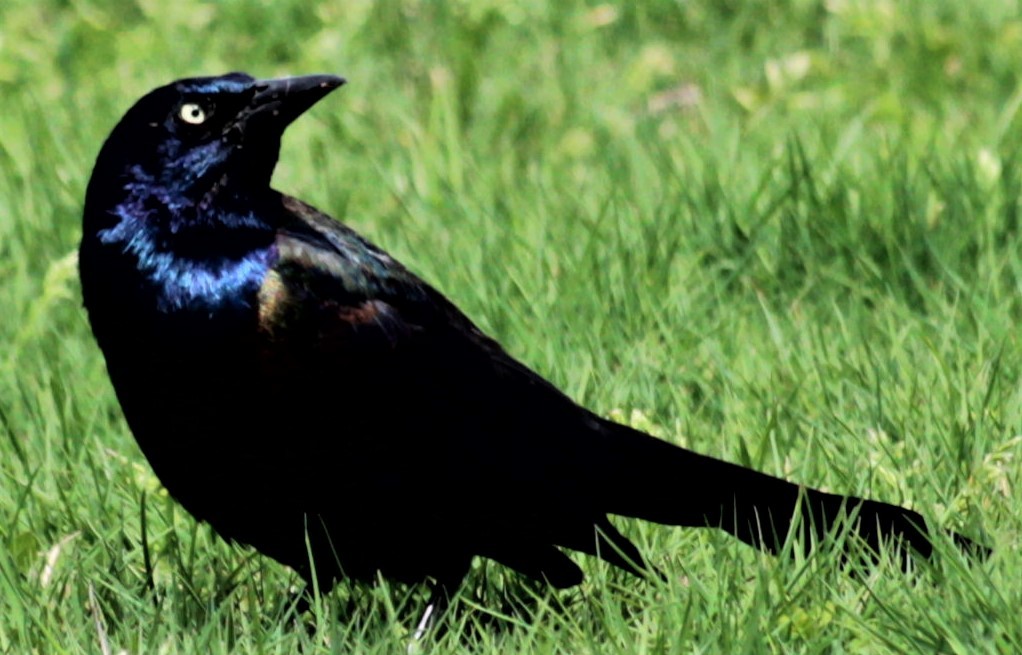 Quiscale bronzé - ML436128671