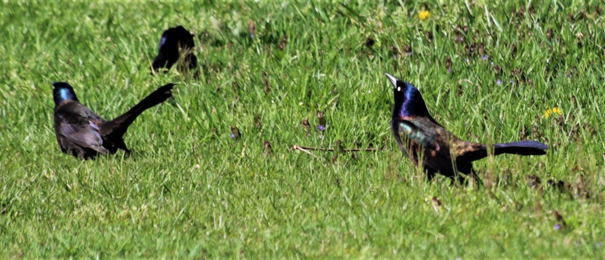 Quiscale bronzé - ML436128681