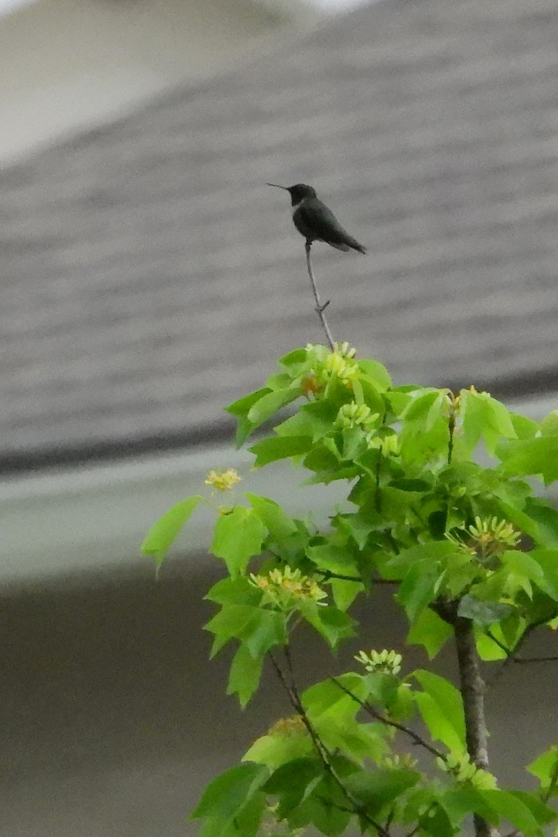 Ruby-throated Hummingbird - ML436130461