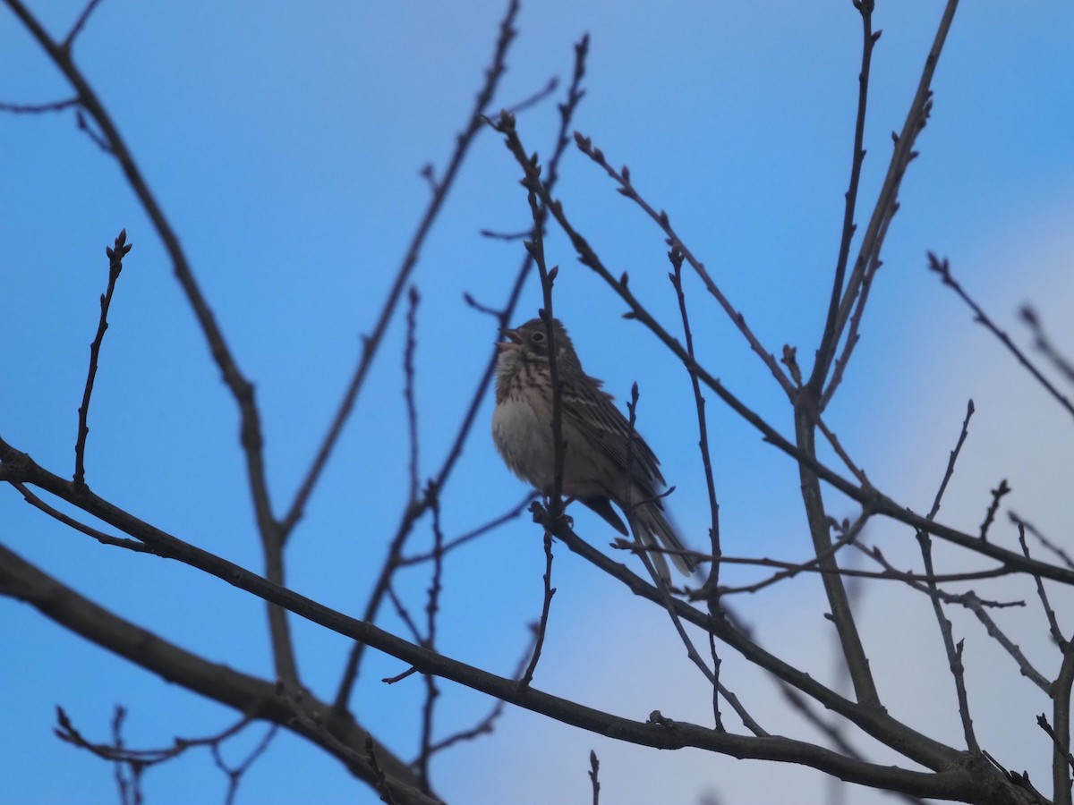 Vesper Sparrow - ML436130571