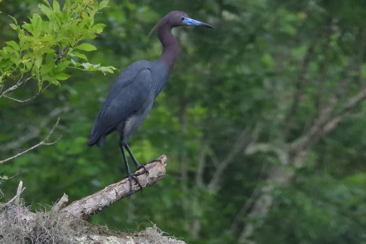Little Blue Heron - ML436130801