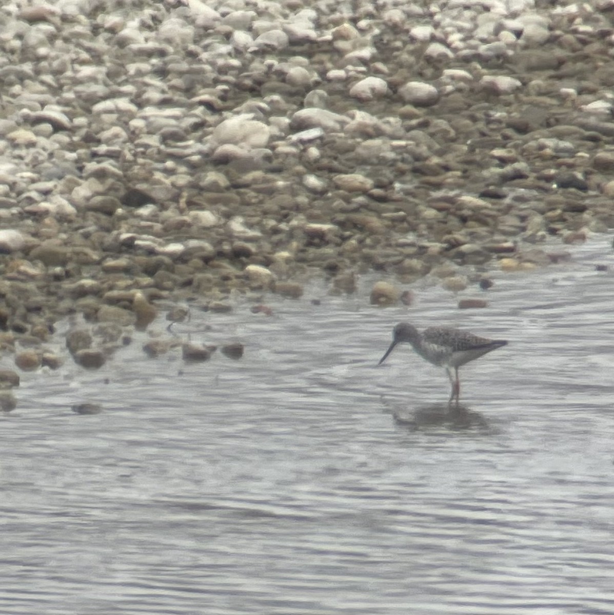 Lesser Yellowlegs - Chloe Hernandez