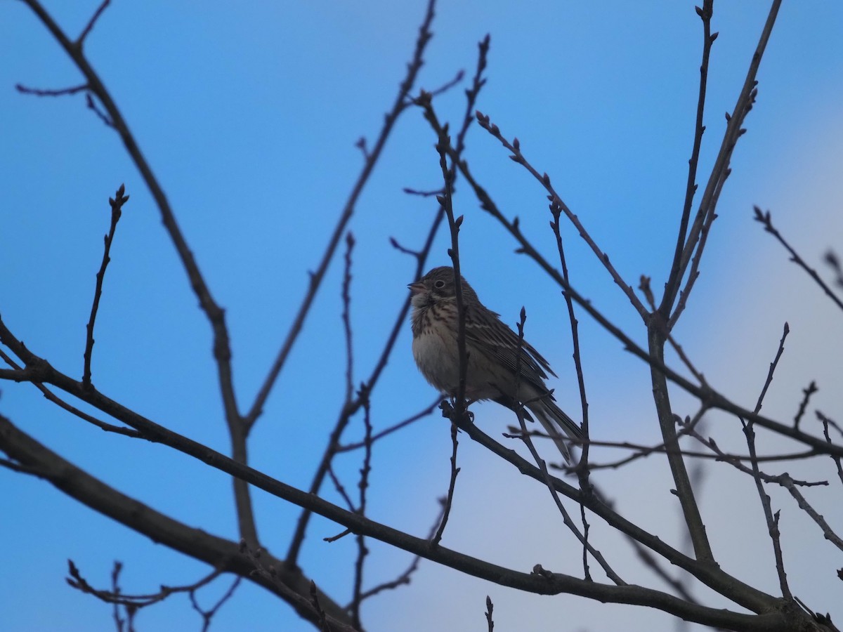 Vesper Sparrow - ML436130871