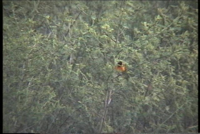 Northern Masked-Weaver - ML436131