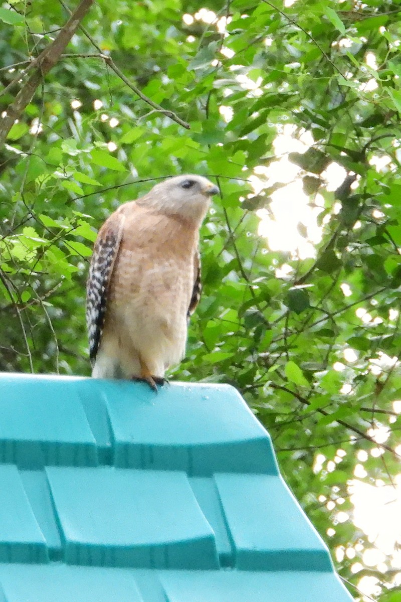 Red-shouldered Hawk - ML436131001