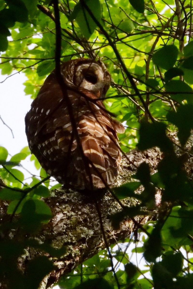 Barred Owl - ML436131281