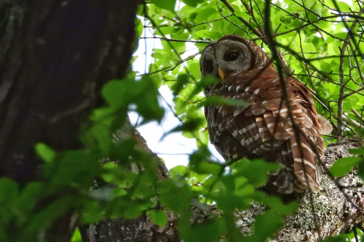 Barred Owl - ML436131291