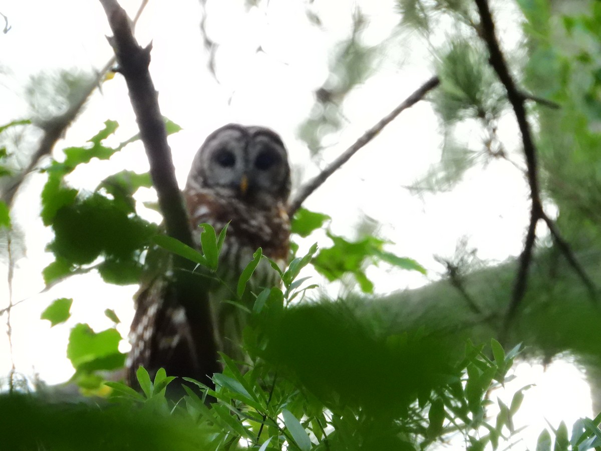 Barred Owl - ML436131341