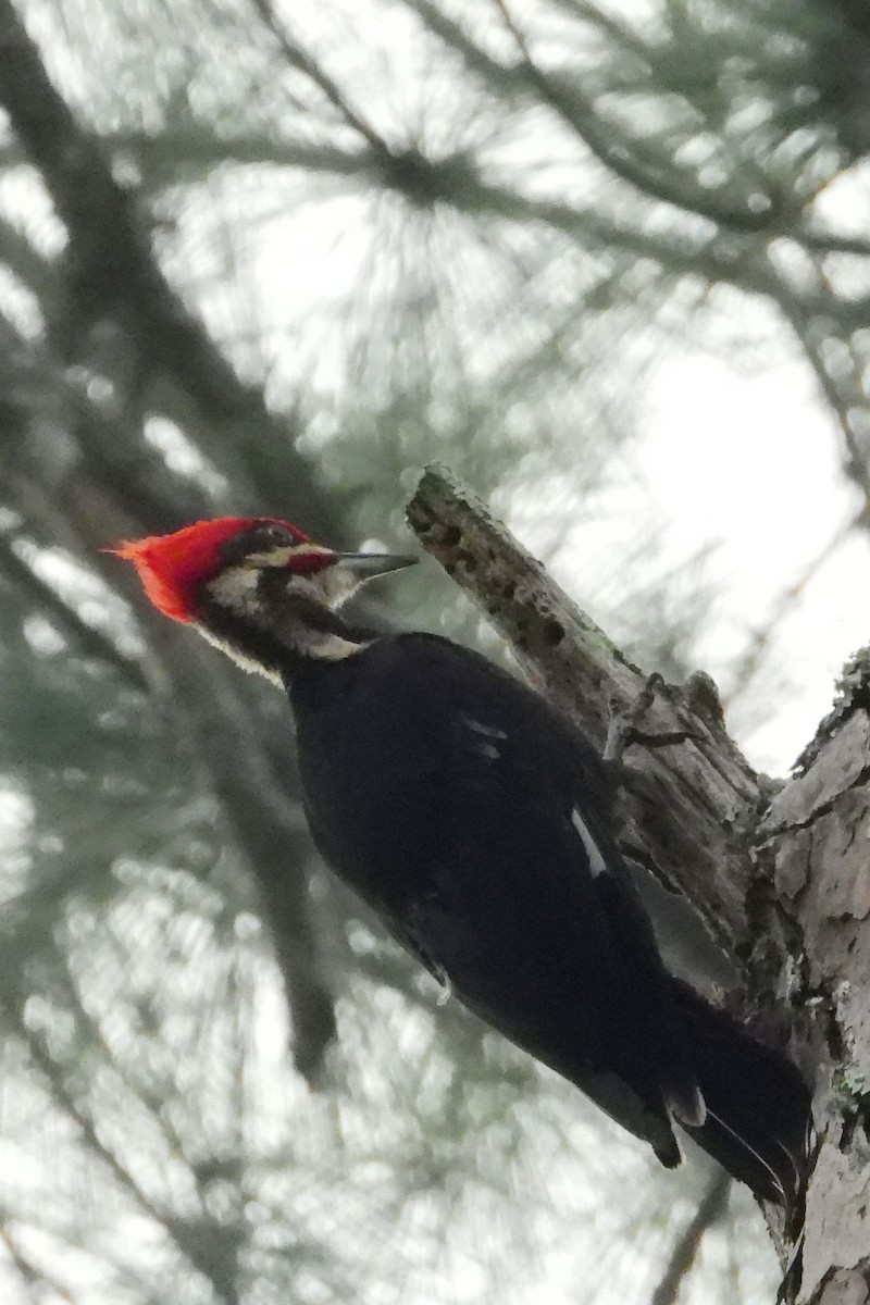 Pileated Woodpecker - ML436131441