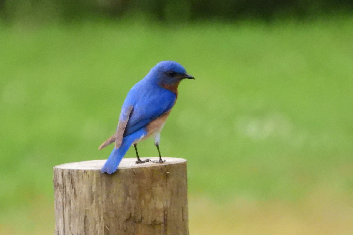 Eastern Bluebird - ML436131791