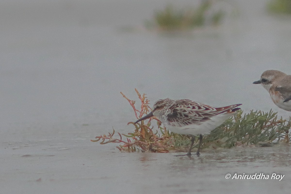 Broad-billed Sandpiper - Aniruddha  Roy