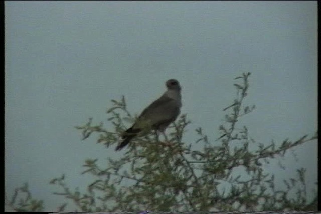 נץ קולני אפור - ML436132