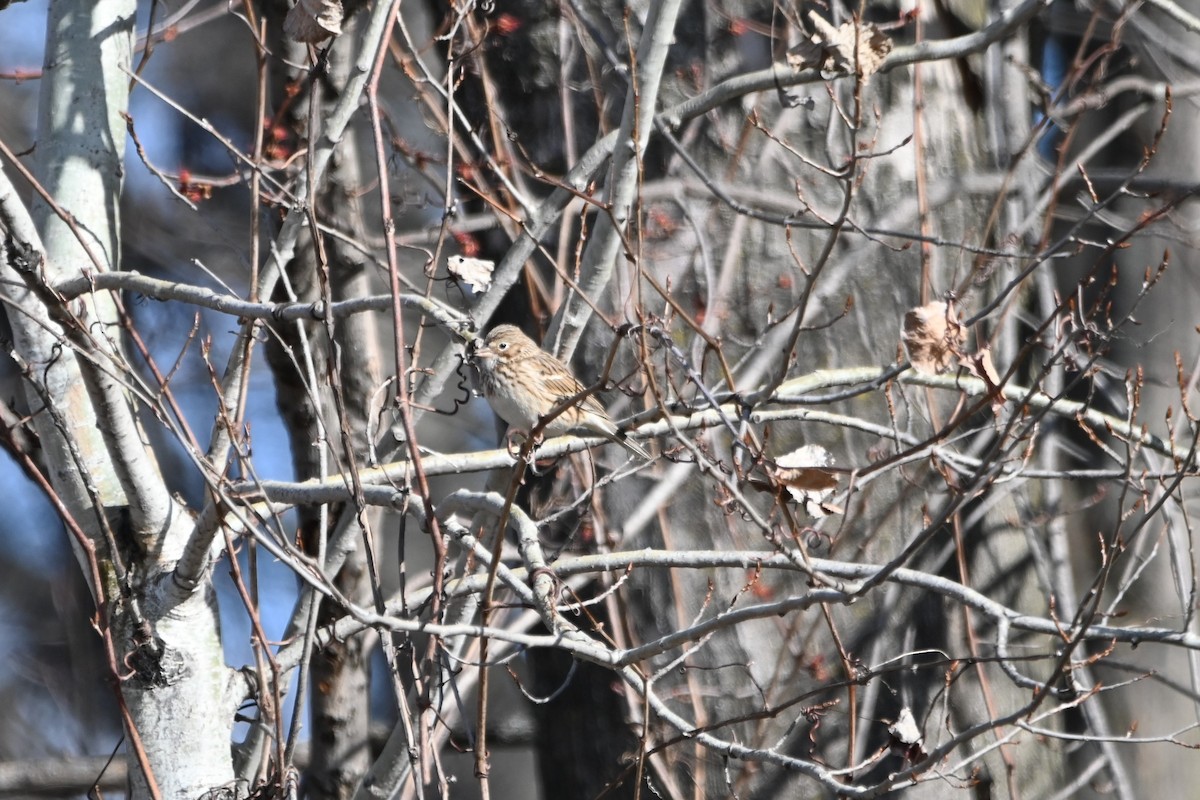 Vesper Sparrow - ML436132541