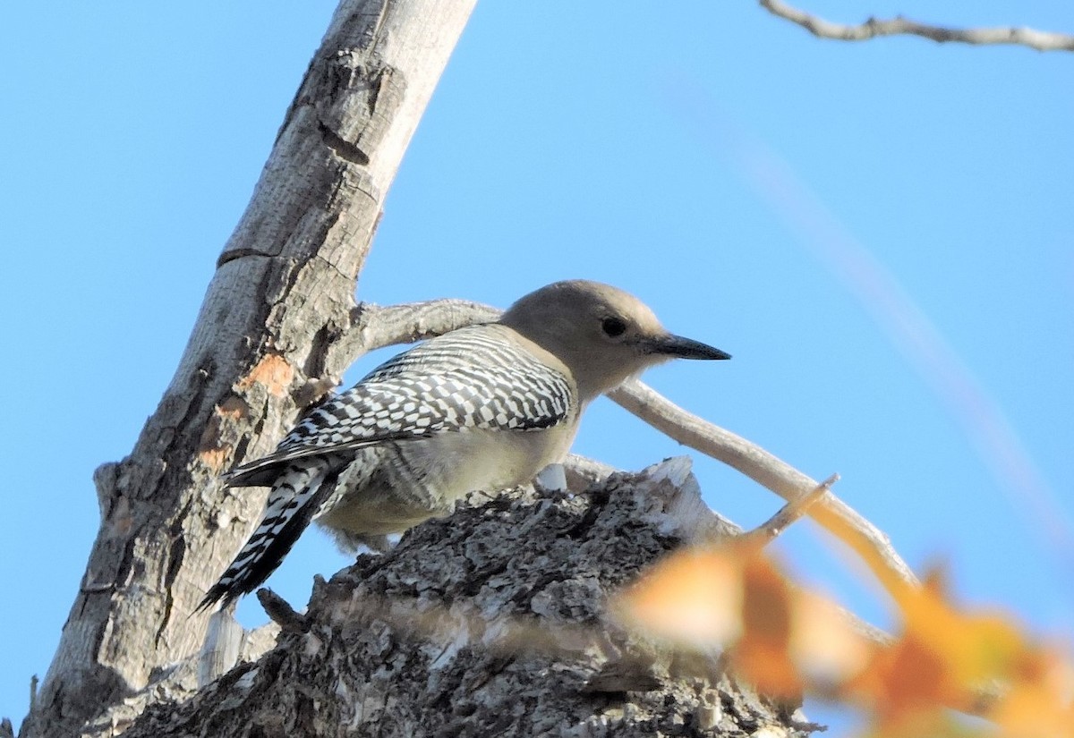 Gila Woodpecker - Lisa Scheppke