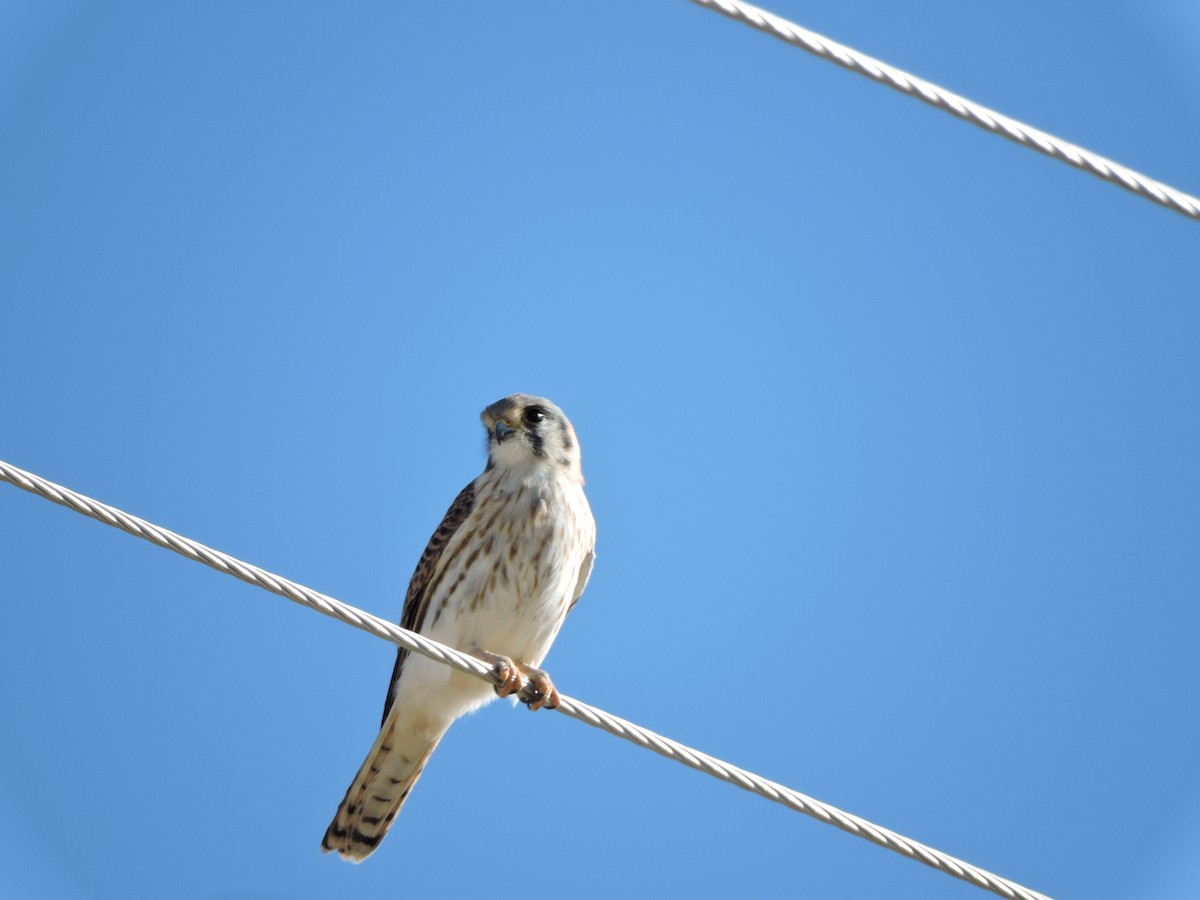 American Kestrel - ML43613301