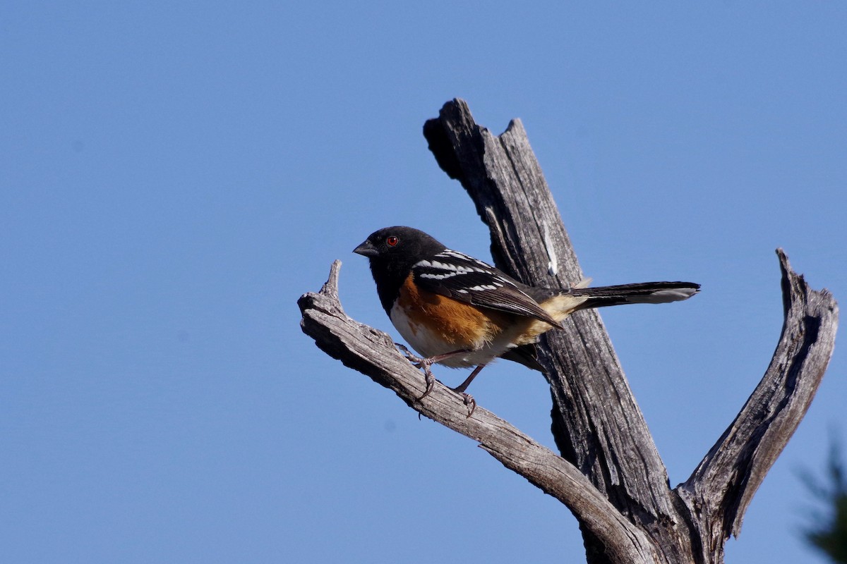 Spotted Towhee - ML436133011