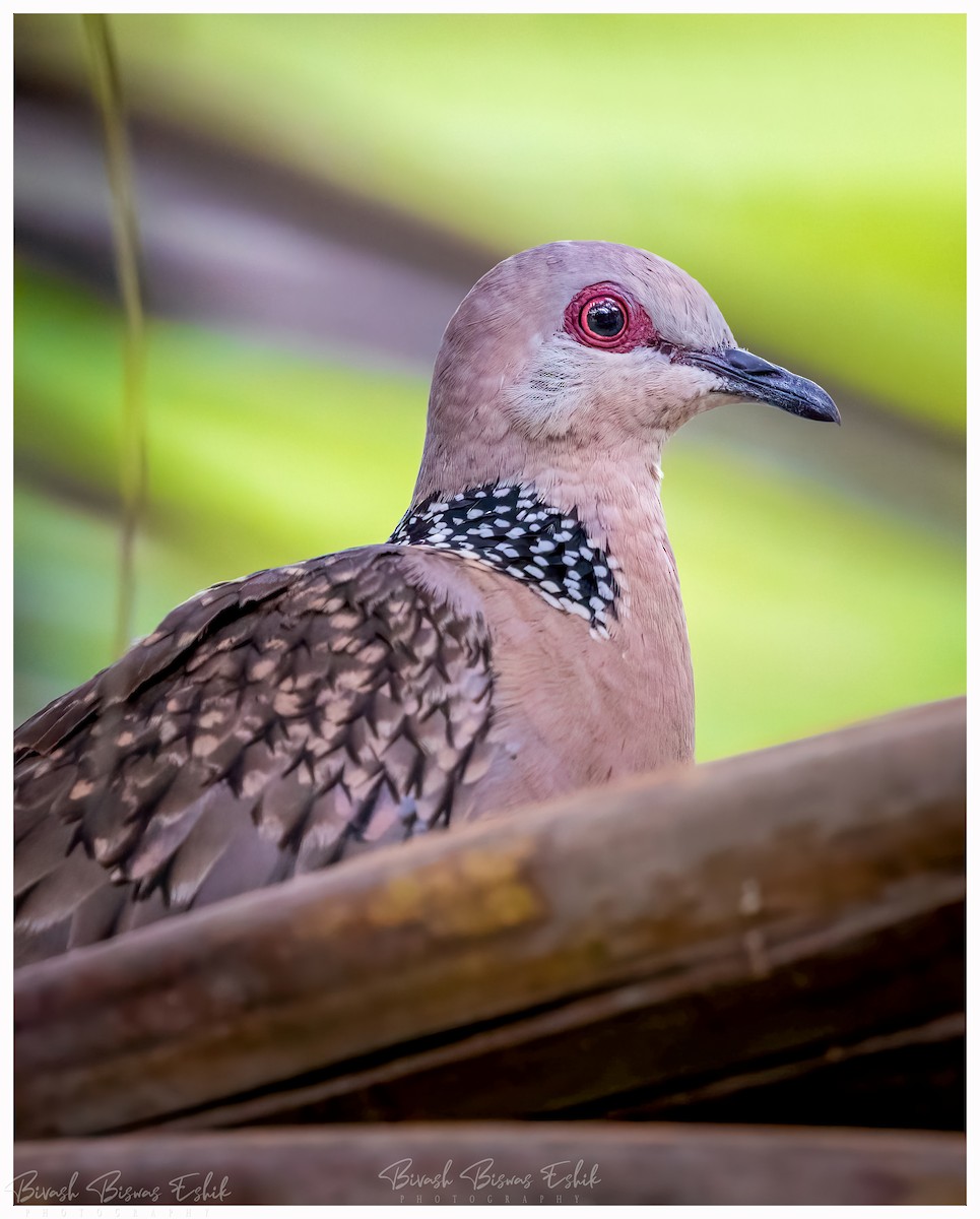 Spotted Dove - ML436133081