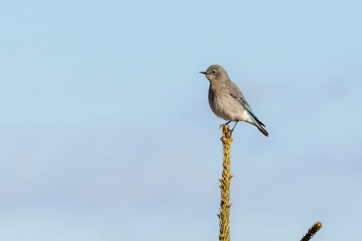 Mountain Bluebird - ML436133141