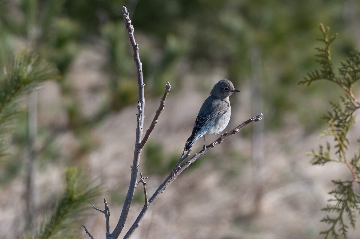 Mountain Bluebird - ML436133621