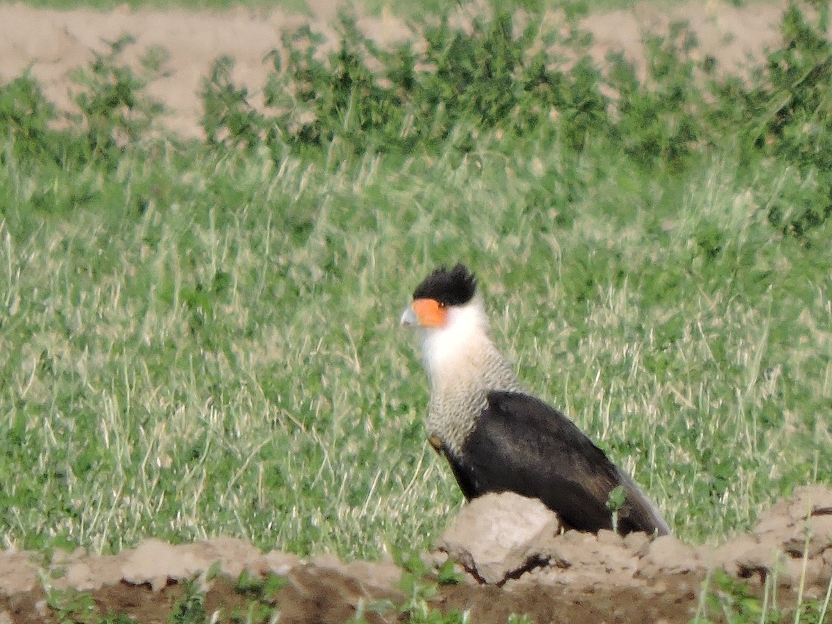 Crested Caracara (Northern) - Lisa Scheppke