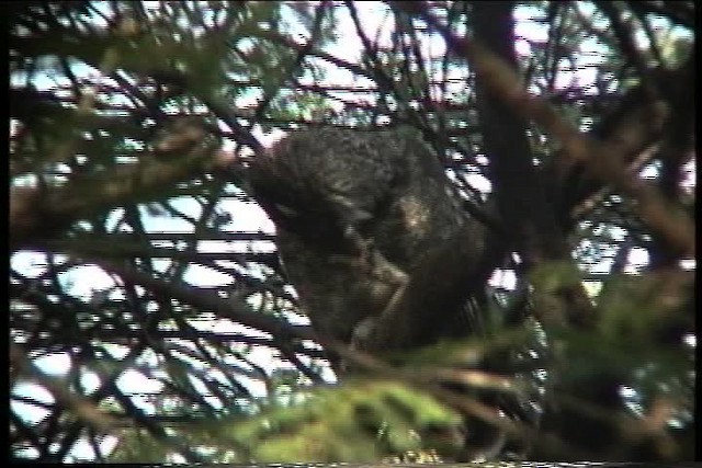 Spotted Eagle-Owl - ML436135