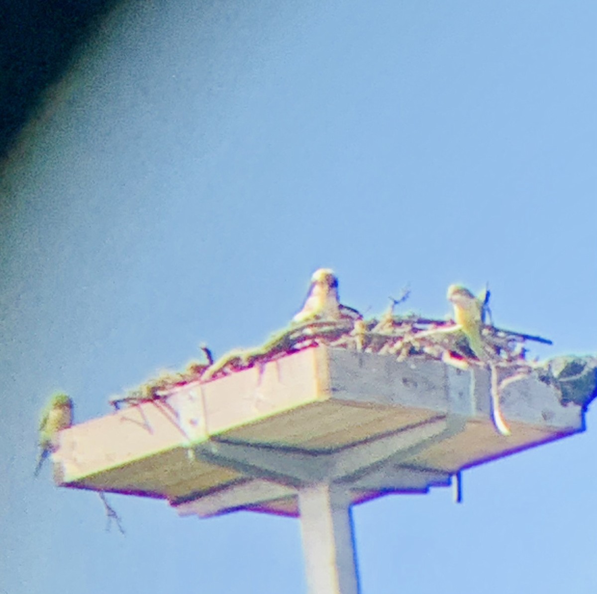 Monk Parakeet - ML436135141