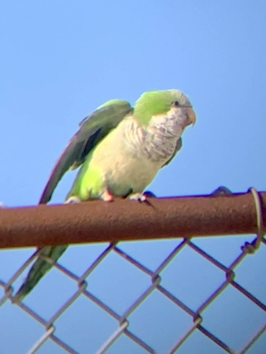 Monk Parakeet - ML436135171