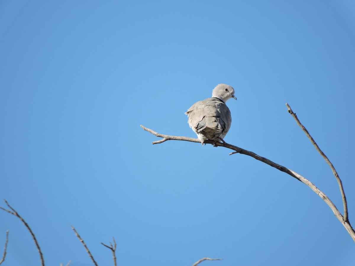 Eurasian Collared-Dove - ML43613531