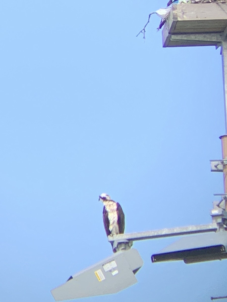 Osprey - ML436135491