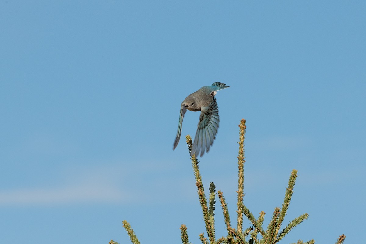 Mountain Bluebird - ML436135751