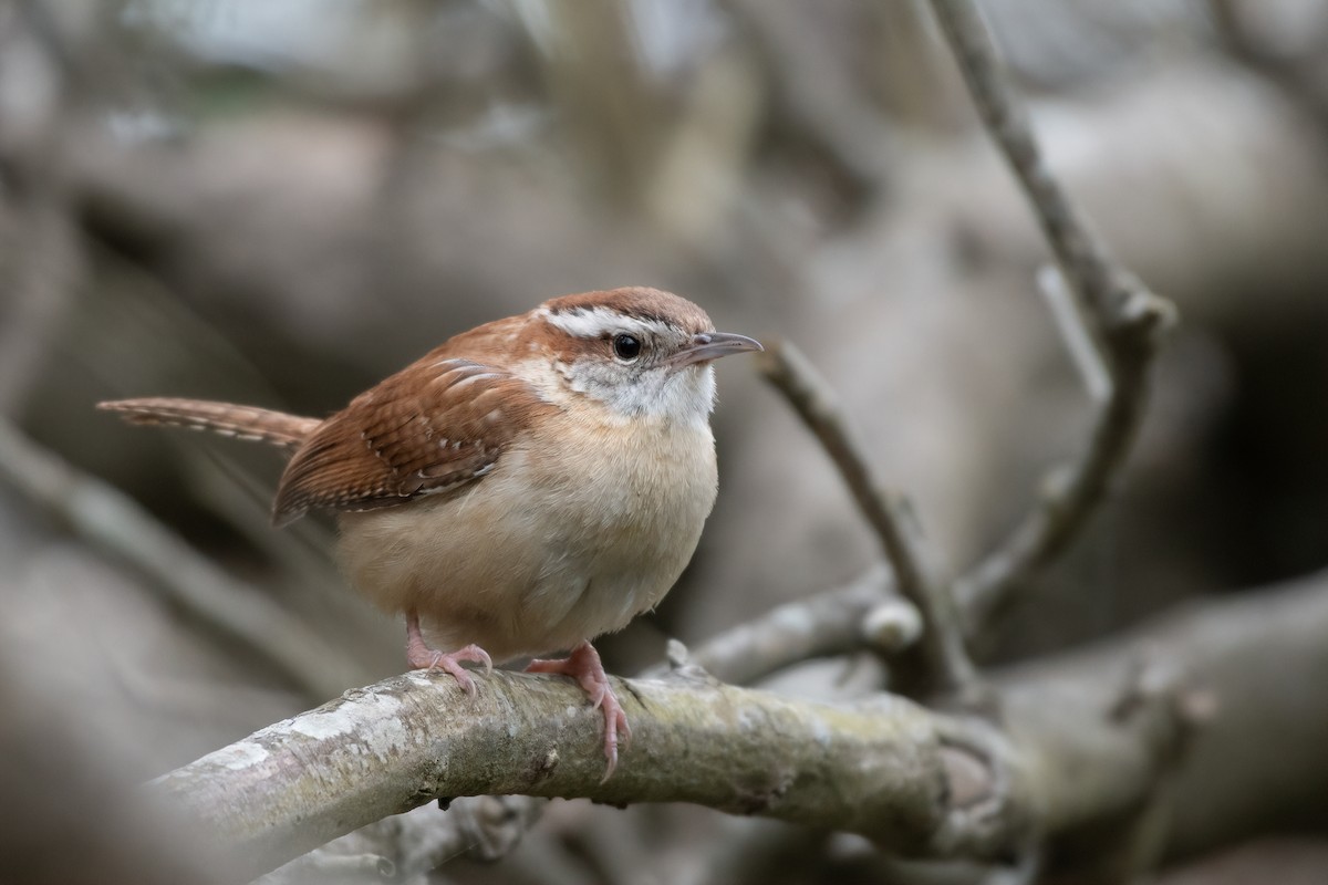 Carolina Wren - Christy Hibsch