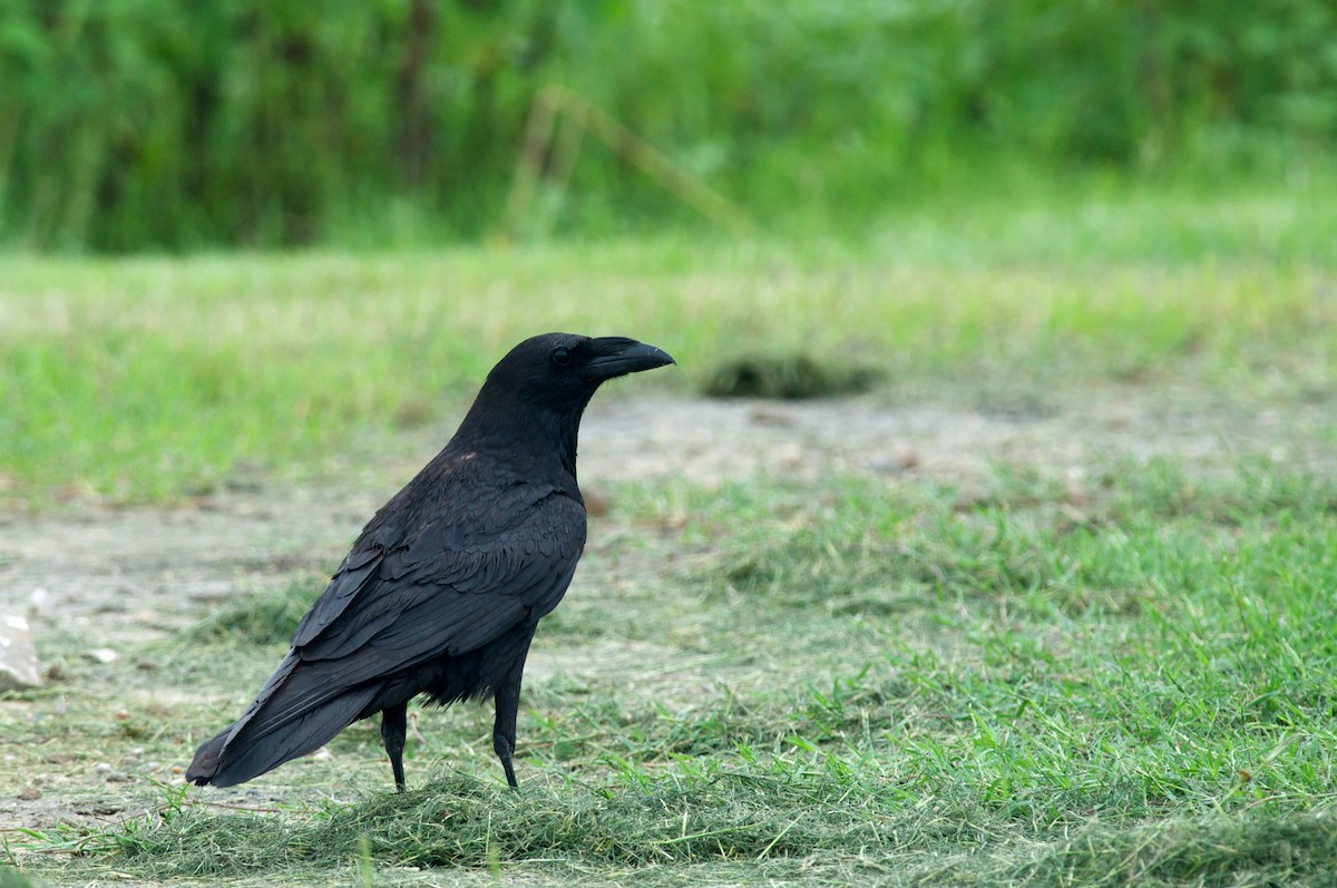 Chihuahuan Raven - Amanda Guercio