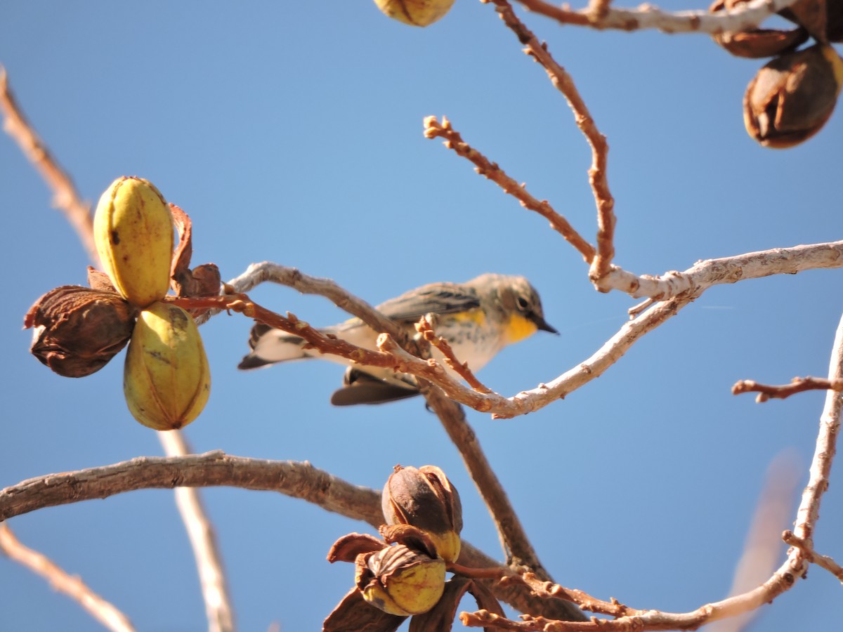 Yellow-rumped Warbler (Audubon's) - ML43613701