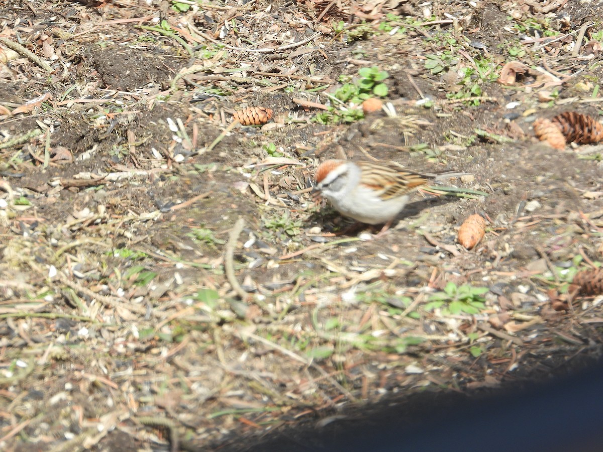 Chipping Sparrow - ML436138161