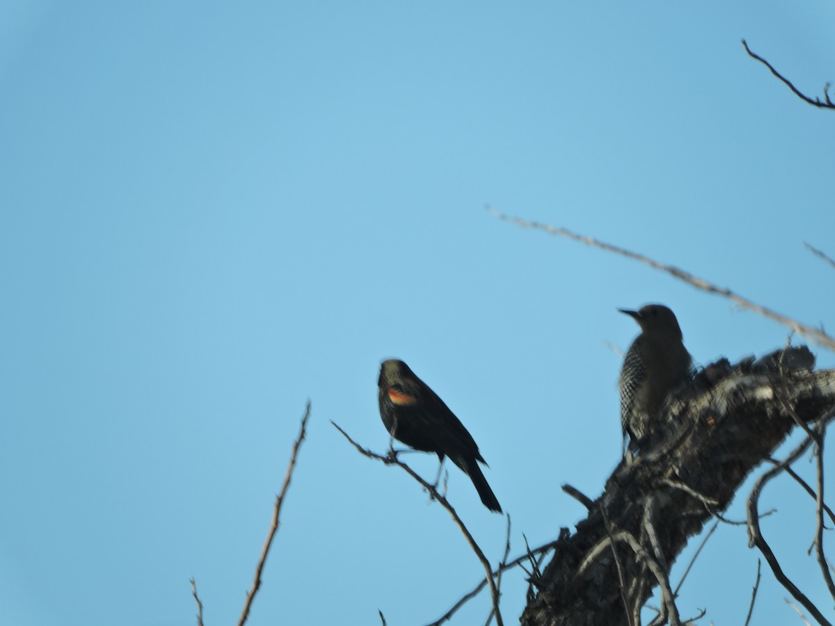 Red-winged Blackbird - ML43613891