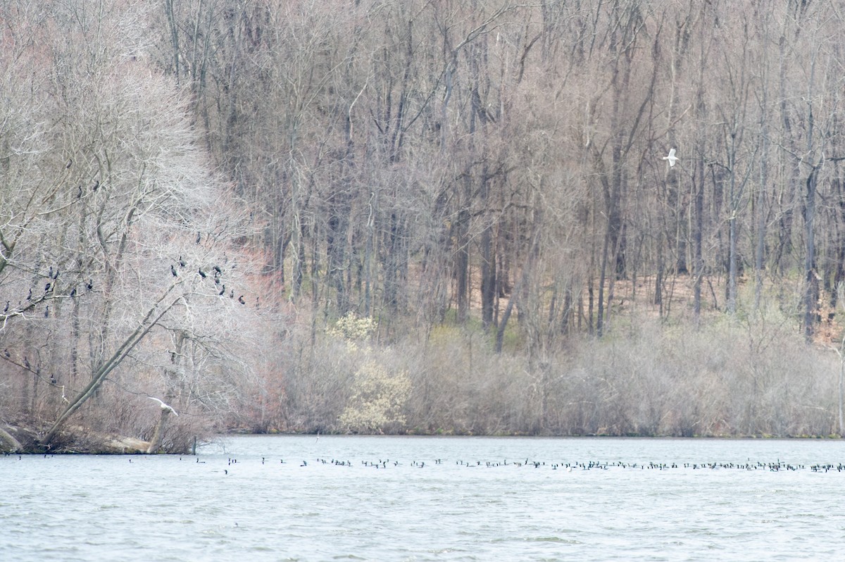 Double-crested Cormorant - ML436138911