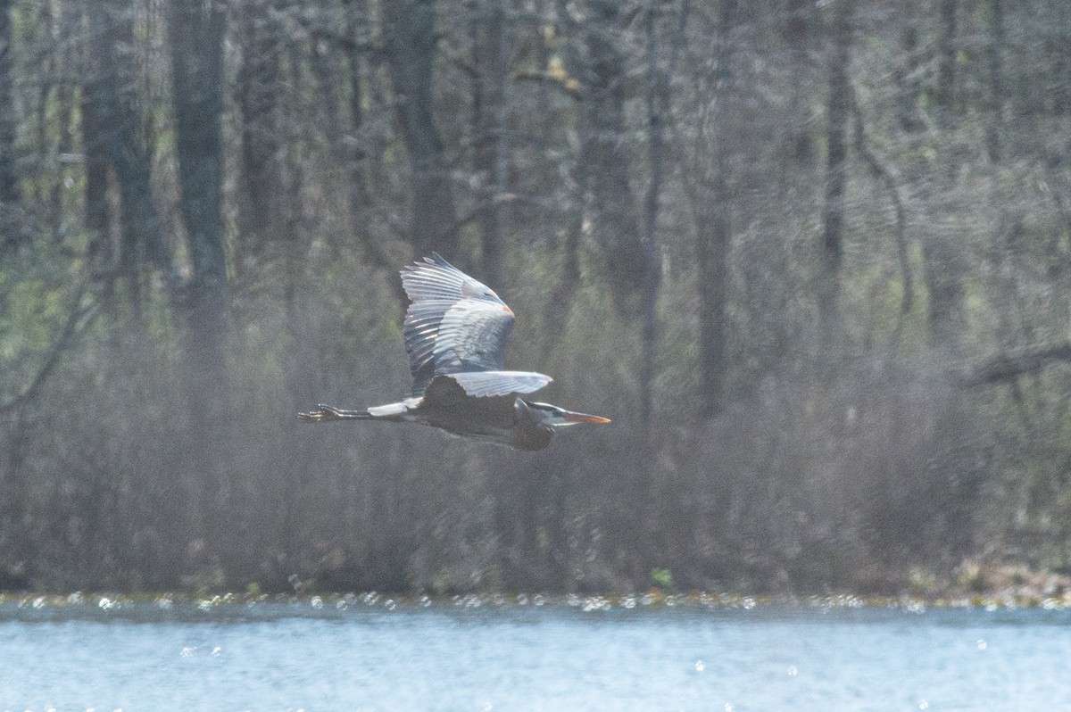 Great Blue Heron - Michael Barath