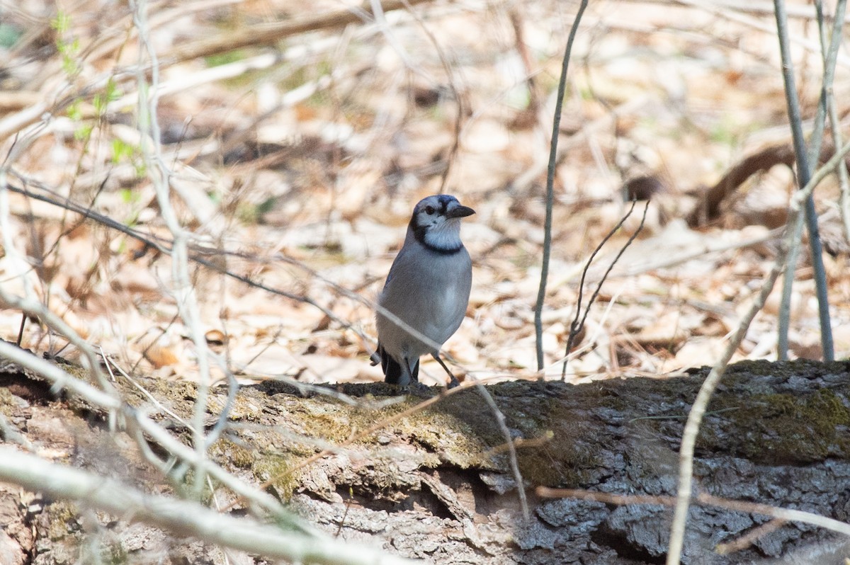 Blue Jay - Michael Barath