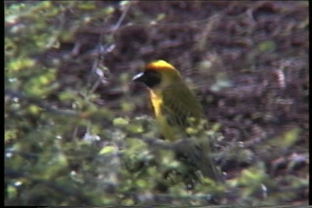 Southern Masked-Weaver - ML436139