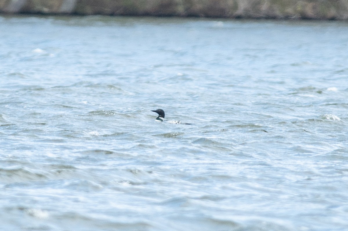 Common Loon - ML436139081