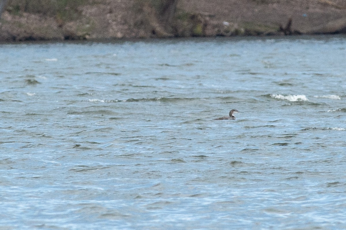 Common Loon - ML436139111