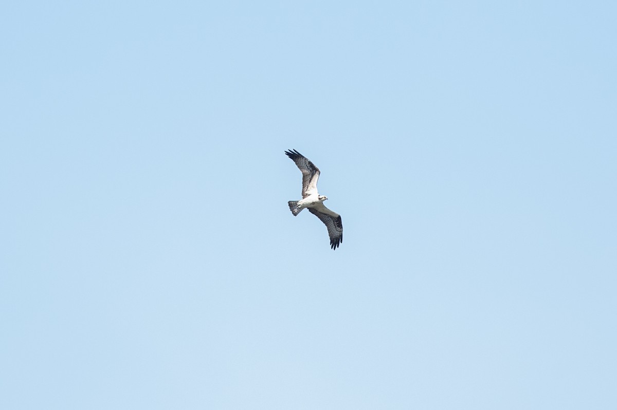 Osprey - ML436139211