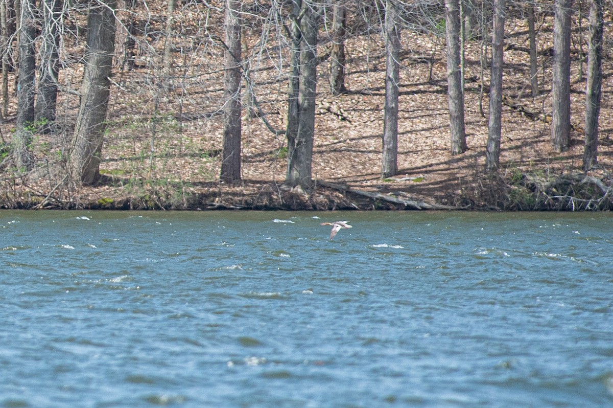 Red-breasted Merganser - ML436139391