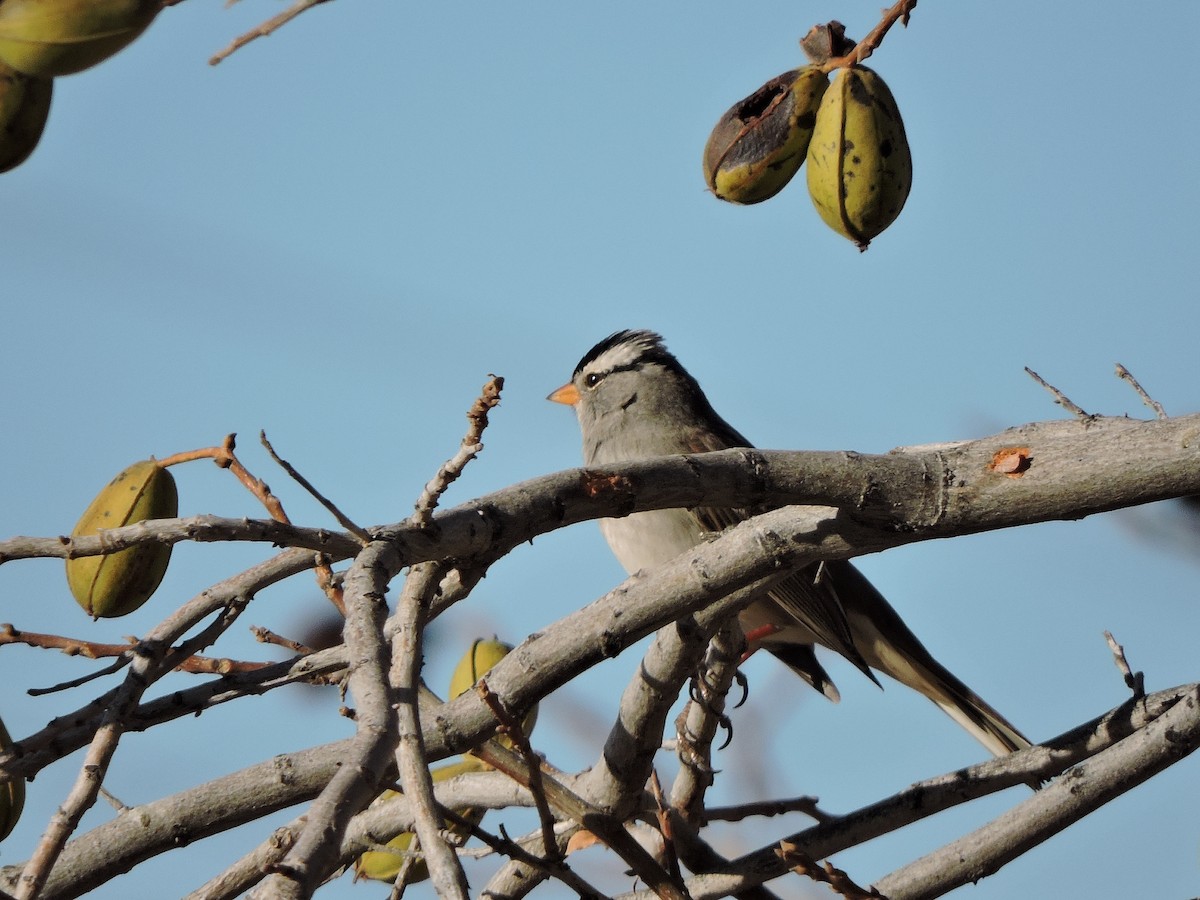 White-crowned Sparrow - ML43613941