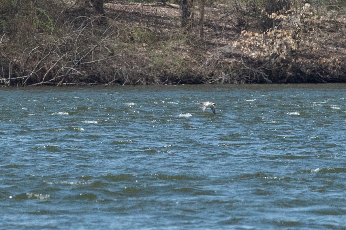 Red-breasted Merganser - Michael Barath