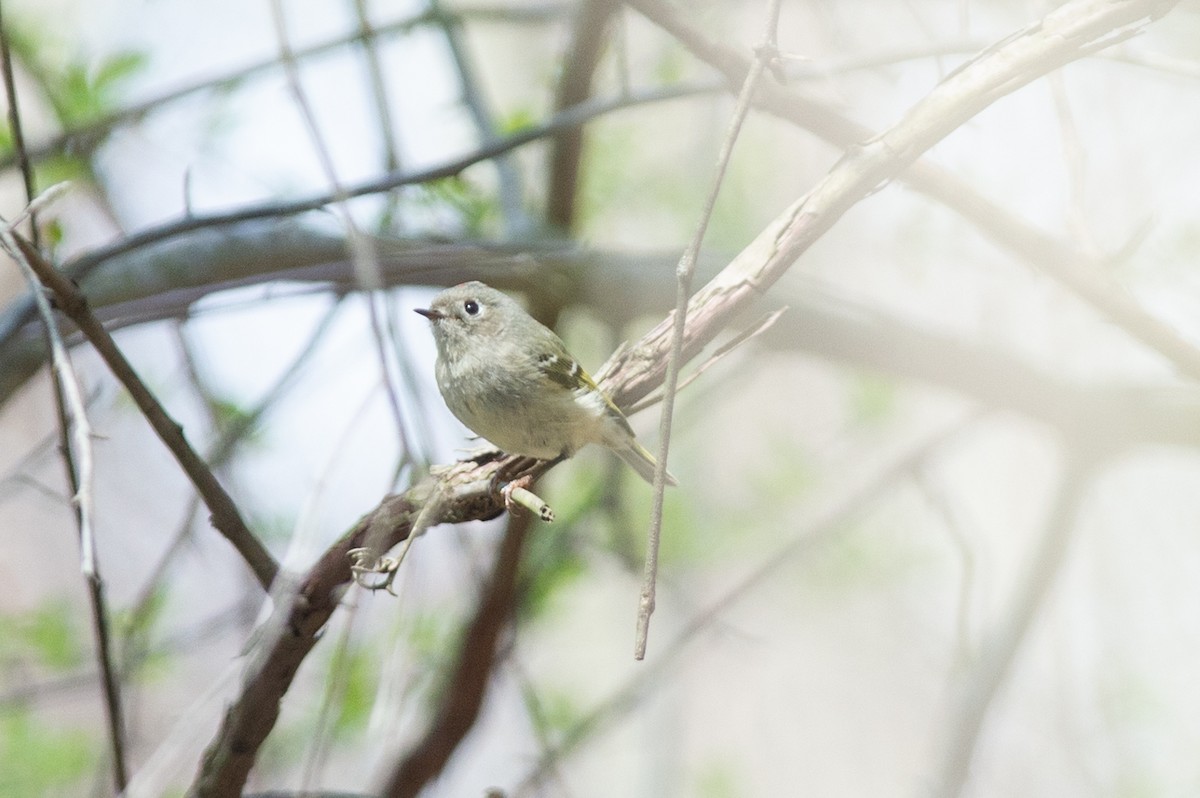 Ruby-crowned Kinglet - ML436139541