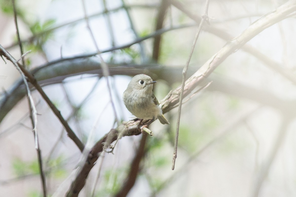 Ruby-crowned Kinglet - ML436139551