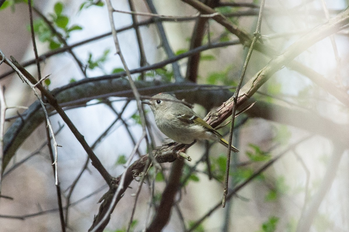 Ruby-crowned Kinglet - ML436139561